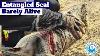 Graphic Entangled Seal Barely Alive